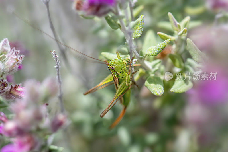 绿草甸蝈蝈(Conocephalus upoluensis)